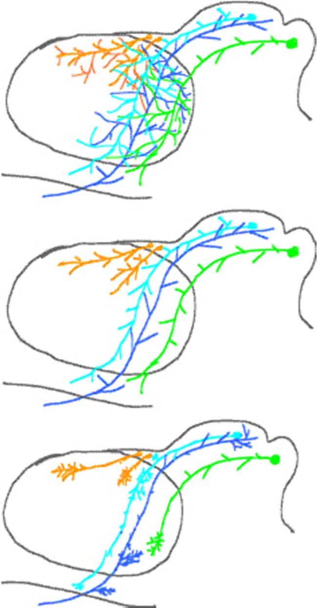 Thalamic evolution: proposed parcellation of lateral nucleus by competition