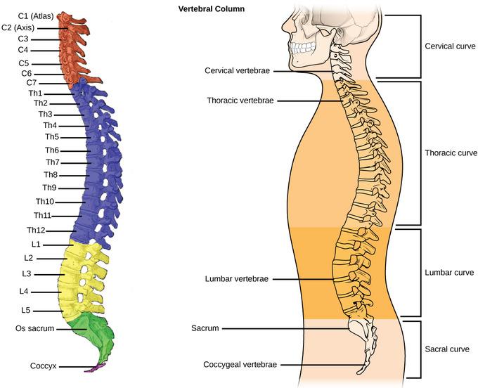 Anatomical Overview of the Spine The spine, or vertebral column, consists of 33 bones, or vertebrae, that are arranged into five regions that are responsible for the primary movements of the spine.