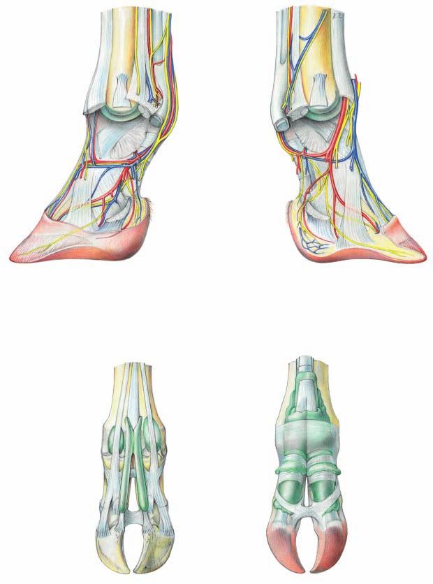 Digital Arteries, Veins, and Nerves Legend: Digit III, left manus, axial surface Digit III, right pes, axial surface* 1 Dors. com. digital a., v., and n. III 2 Axial dors. digital a., v., and n. IV 3 Axial dors.