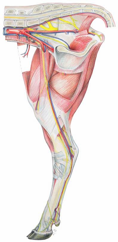 Pelvic Limb (medial) 6 Obturator n. and v.