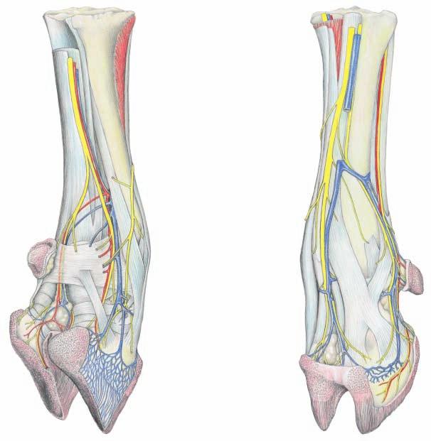 Arteries, Veins, and Nerves of the Pes (medioplantar) (dorsolateral) 1 Dors. metatarsal a., v., and n. III 2 Supf. peroneal n. and Cran. br. of lat. saphenous v. 3 Med. plantar n. and Supf. brr.