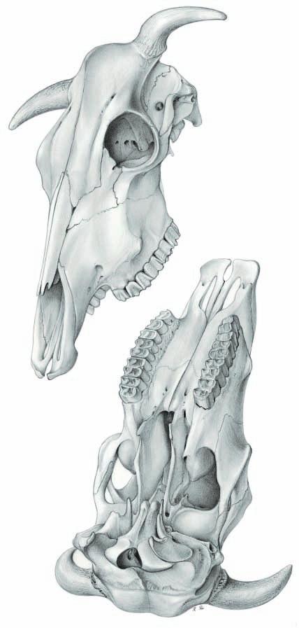 Cranium External lamina (a) Diploe (b) Internal lamina (c) Temporal meatus (e) Retroarticular foramen (h) Temporal fossa (j) Temporal line (k) [External frontal crest] Nuchal line (m) Temporal crest