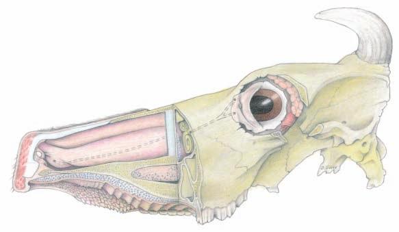 Lacrimal apparatus (Dissection) (medial) (lateral) (See pp.