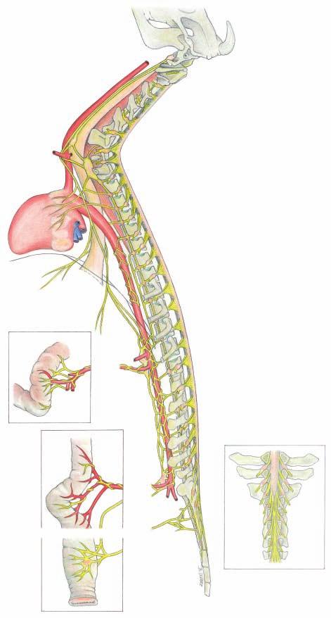 Spinal cord and Autonomic nervous system (lateral) 1 Cran. cervical ggl. a 4 Ansa subclavia 5 Cervicothoracic ggl. [Stellate ggl.] 6 Vagus n.
