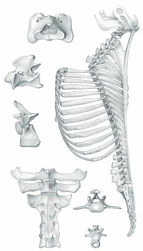 Vertebral column, Thoracic skeleton, and Nuchal ligament Vertebral column and Bones of the thorax Cervical vertebrae (C1 C7) Thoracic vertebrae (T1 T13, 14) Lumbar vertebrae (L1 L6) Sacral vertebrae