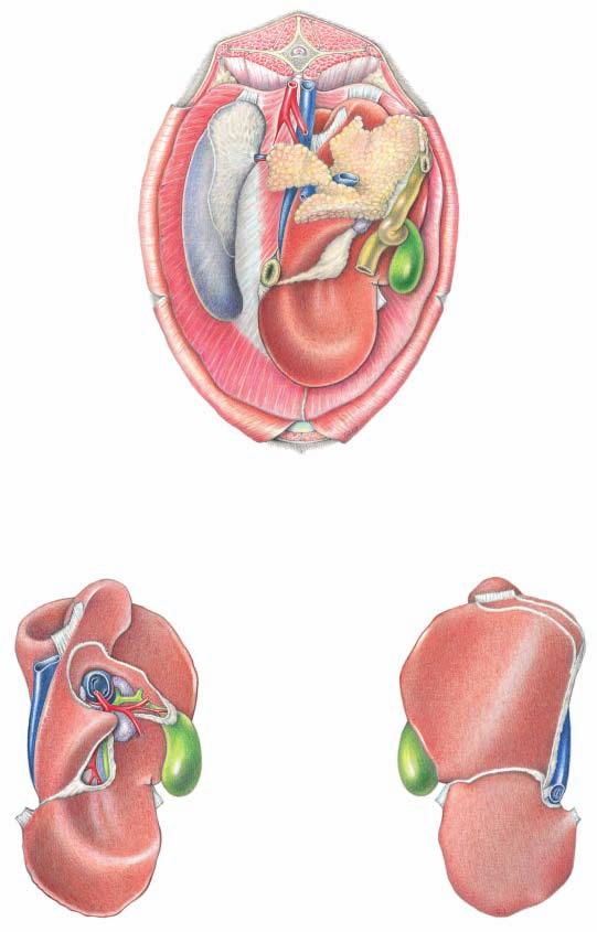 Spleen, Liver, and Pancreas (Abdominal surface of diaphragm) (dorsal) Spleen: 1 Phrenicosplenic lig. 2 Dorsal end of spleen 7 Right triangular lig. 8 Hepatorenal lig. 3 Hilus of spleen 4 Cran.