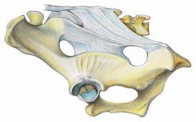 The two hip bones are joined in the pelvic symphysis, which ossifies progressively with age. I.