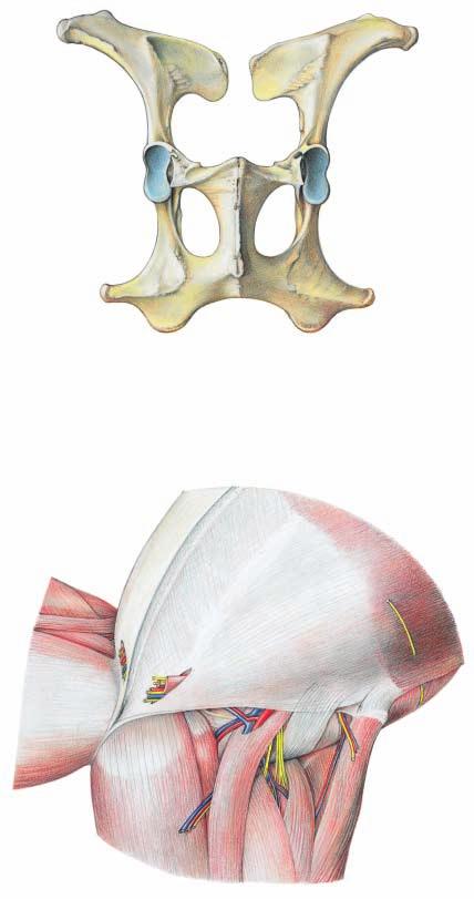 Bones of the pelvic girdle Hip bone (Os coxae) Pelvic symphysis (1) Symphysial crest (1') Obturator foramen (2) Acetabulum (3) Acetabular fossa (4) Acetabular notch (5) Lunar surface (6) Greater part