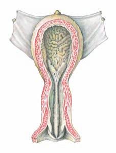 3. LYMPHATIC SYSTEM, ADRENAL GLANDS, AND URINARY ORGANS After the study of the topography of the lymph nodes, adrenals, and urinary organs, the kidneys are removed with attention to their coverings,