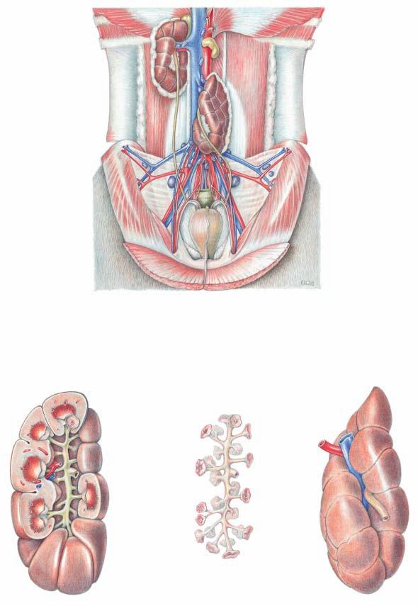 Abdominal cavity and Urinary organs as seen at autopsy, in dorsal recumbency with stomach and intestines removed (ventral) 1 Right kidney 7 Adrenal gll. 8 Lumbar aortic lnn. 2 Renal a. and v.