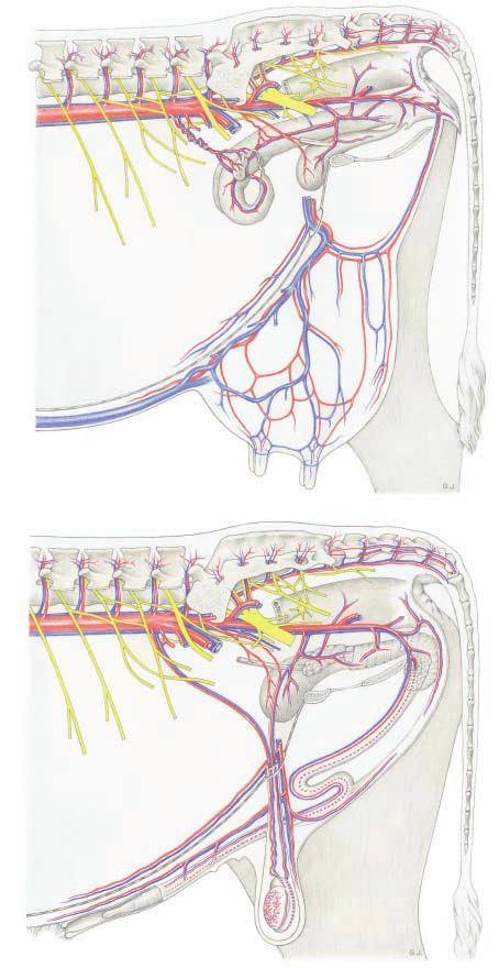 Pelvic arteries, veins, and nerves (left side) 14'' Legend: Arteries, veins: 1 Abd. aorta and caud. vena cava 2 Ovarian or testicular a. and v. 2' Uterine br. 3 Caud. mesenteric a. and v. 4 Cran.