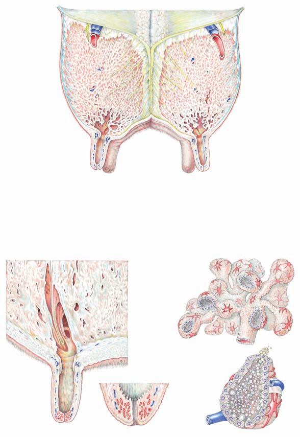 Udder Transverse section through forequarters, cranial surface (cranial) 6 Yellow abdominal tunic Suspensory apparatus: 1 Lateral lamina 2 Medial laminae (Suspensory lig.) 3 Suspensory lamellae Cran.