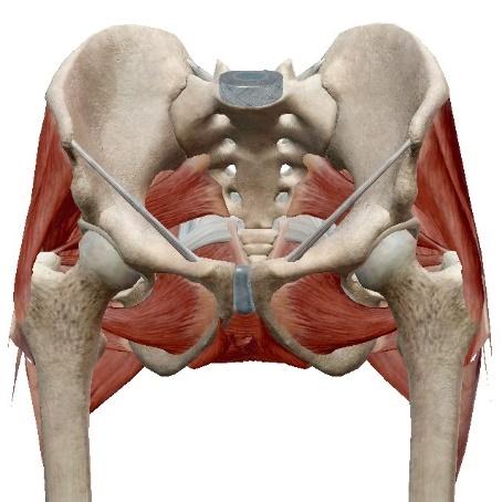 The acetabulum is formed by the fusion of the ilium, ischium, and pubis and is deepened by a labrum (rim of fibrocartilage).