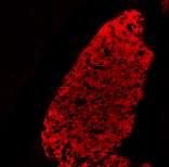 % Proliferation b-cell % Apoptosis b-cell Relative b-cell mass (% per pancreas area) b-cell mass (mg)