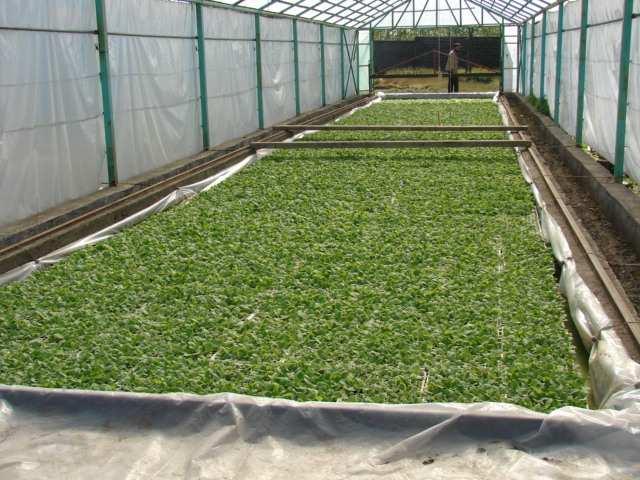 Fig 4- Floating nursery of tobacco Fig 5- Transplanting to the experimental plots RESULTS AND DISCUSSION Effect of nitrogen fertilizer on quantitative characteristics of tobacco With attention to