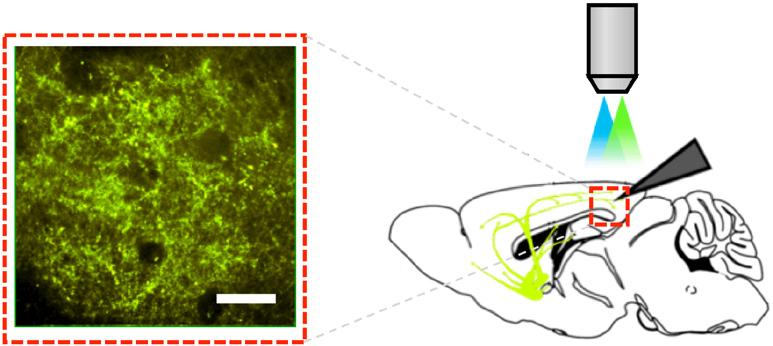 a b Targeted cell-attached recordings in ChAT-ChR-SOM-Cre mice c SOM neuron. 4 