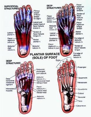 ANATOMICAL DESCRIPTION Figure 1. The sole of the foot is extremely important to strengthen and engage, as it aligns a person s entire body.