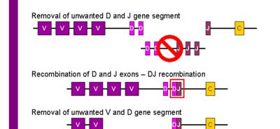 6/21/2011 Generation of Antibody Diversity http://en.wikipedia.org/wiki/fi le:vdj_recombination.