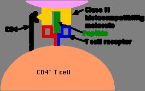 6/21/2011 Central T cell Tolerance Generation of T cell receptor (TCR) diversity similar to antibody diversity Immature T cells