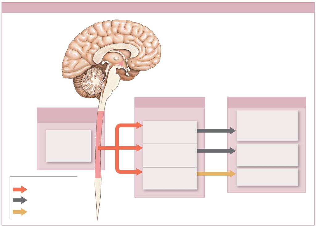 Figure 16-3 The Organization of the Sympathetic Division of the ANS Sympathetic Division of ANS KEY Preganglionic Neurons Lateral gray horns of spinal segments T 1 L 2 Preganglionic fibers Ganglionic