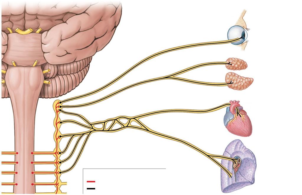 Figure 16-5 The Distribution of Sympathetic Innervation PONS Eye Salivary glands Sympathetic nerves
