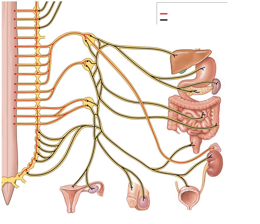 Figure 16-5 The Distribution of Sympathetic Innervation T 1 Superior mesenteric ganglion Greater splanchnic nerve Splanchnic nerves Celiac ganglion KEY Preganglionic neurons Ganglionic neurons Liver