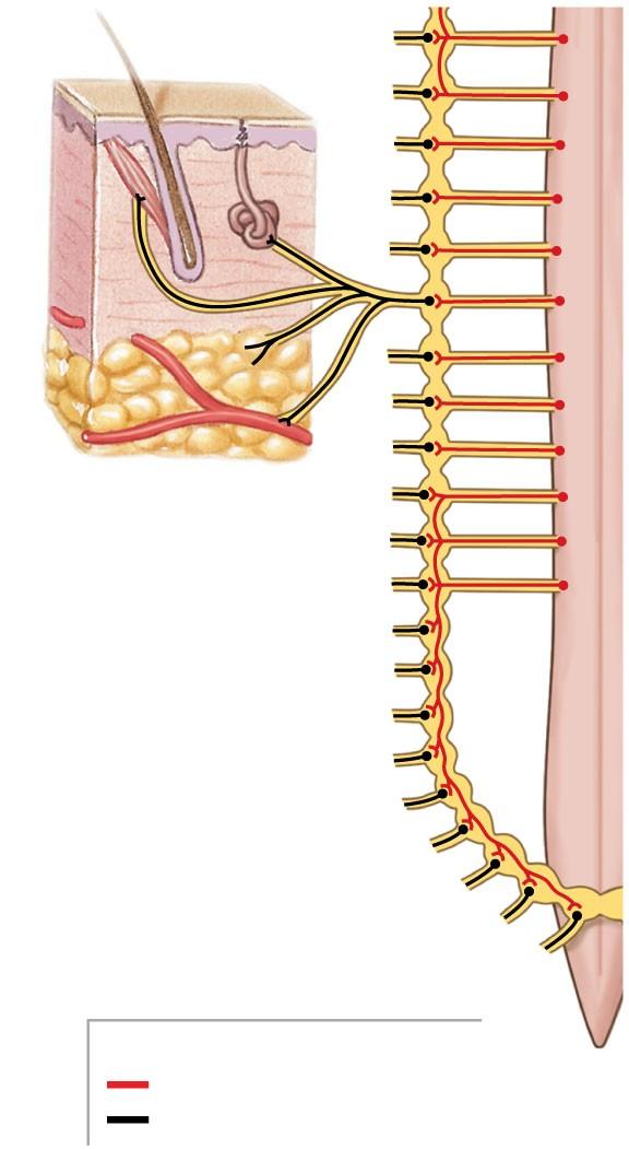 Figure 16-5 The Distribution of Sympathetic Innervation Postganglionic fibers to spinal nerves (innervating skin, blood vessels,
