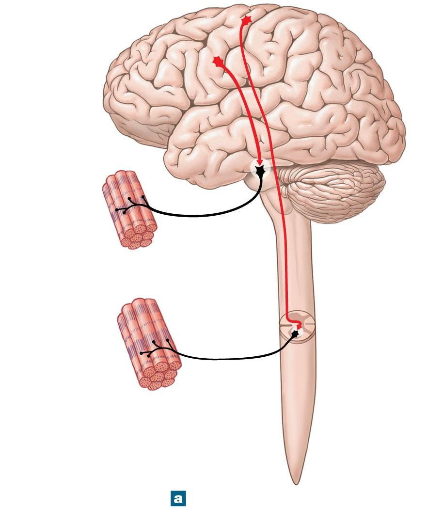 Figure 16-2a The Organization of the Somatic and Autonomic Nervous Systems Upper motor neurons in primary motor cortex Somatic motor nuclei