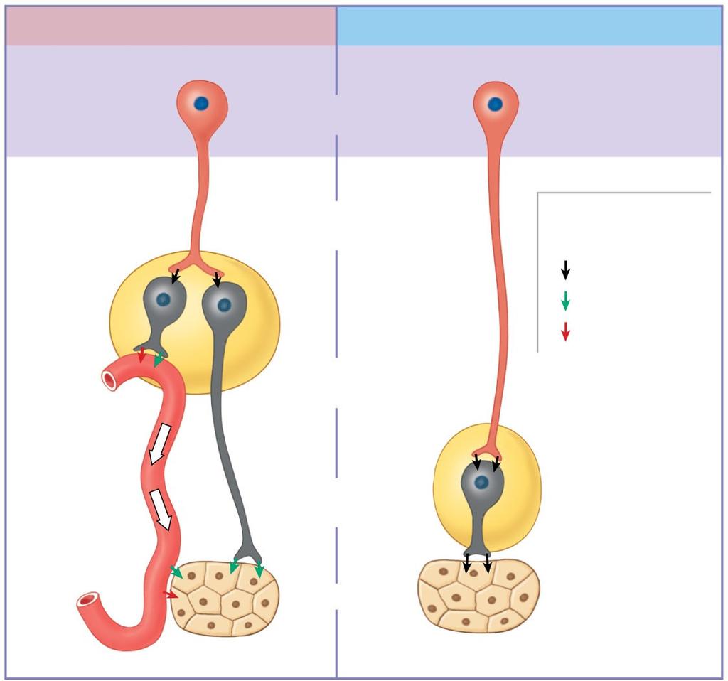 Figure 16-9 Summary: The Anatomical Differences between the Sympathetic and Parasympathetic Divisions Sympathetic Parasympathetic CNS Preganglionic neuron PNS Sympathetic