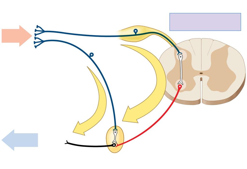 Figure 16-11 Visceral Reflexes Receptors in peripheral tissue Stimulus Afferent (sensory) fibers CENTRAL NERVOUS SYSTEM Long reflex Short reflex Response