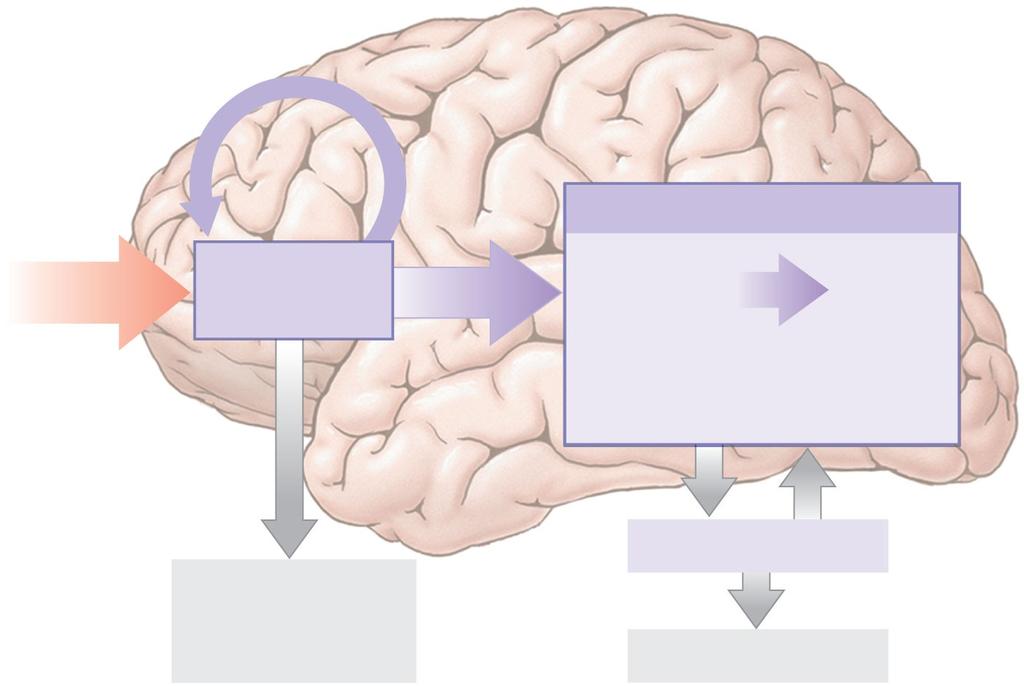 Figure 16-13 Memory Storage Repetition promotes retention Long-term Memory Sensory input Short-term Memory Consolidation Secondary Memory Tertiary Memory Cerebral cortex