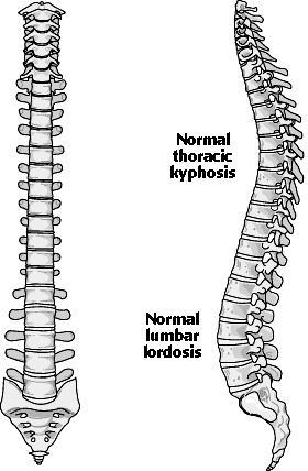 SCOLIOSIS Figure 1 shows two views of the average person s spine. When viewed in the anatomical position the spine appears relatively straight with no lateral deviations.