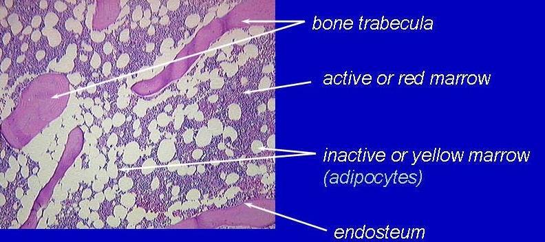 New Dosimetry for the Skeleton Target tissues are the red bone marrow and the endosteal tissues with a thickness of 50 µm (instead of 10 µm for bone surfaces in the former assumptions)