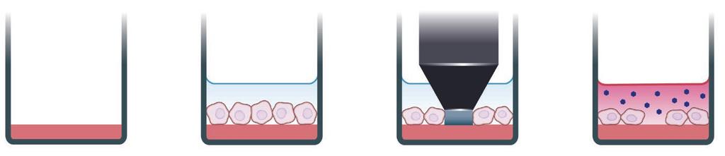 Figure 1. IncuCyte live-cell analysis migration assay protocol. 1 COAT PLATE WITH ECM (optional) 2 SEED CELLS 3 CREATE WOUND AREA 4 ADD TREATMENT Coat plate surface to ensure cell attachment (e.g., Collagen-1).