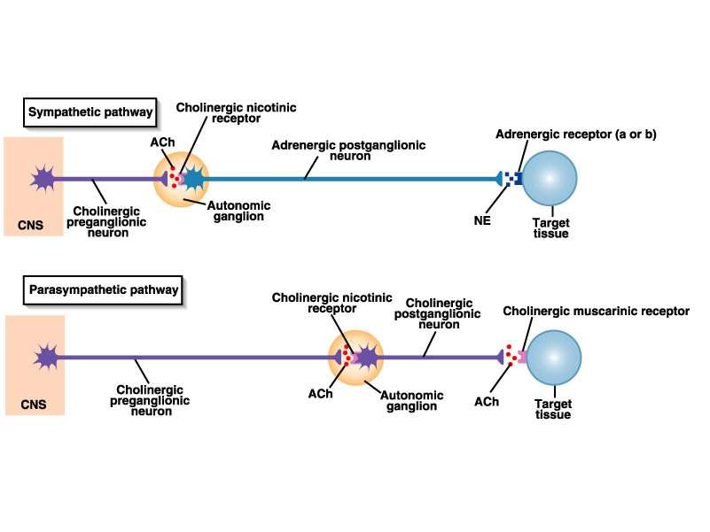 neurons & ACh receptors are called cholinergic (nicotinic or muscarinic).