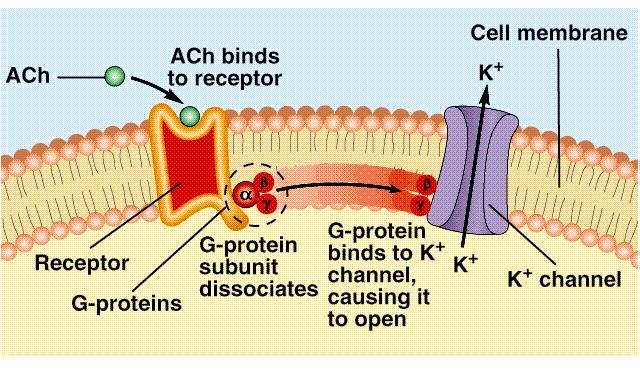 Mediated Receptor Mechanism of Sweat Glands: Also some 2 nd messenger mechanisms Adrenergic Receptors NE Action