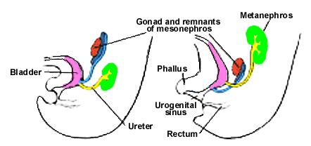 Amniote Kidney Pronephros Lost Mesonephros Mainly an embryonic kidney Involutes at birth Metanephric kidney Takes over functions of
