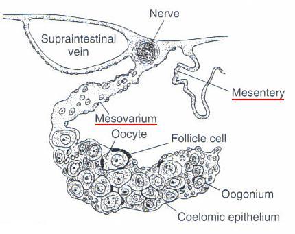 Gonads Elevated ridges medial to kidneys Gonads enlarge, suspended by mesenteries Mesorchium- males
