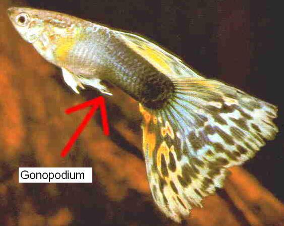 Copulatory Organs Claspers in cartilagenous fish Gonopodium in teleost