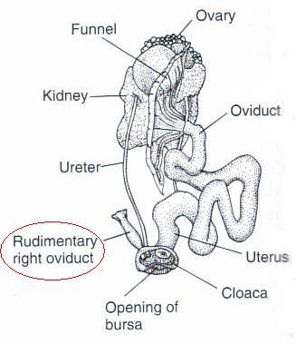 Muellarian ducts Copulatory Organs (con t) In males, ducts are nonfunctional In females, ducts give rise to female reproductive tract Only left reproductive tract