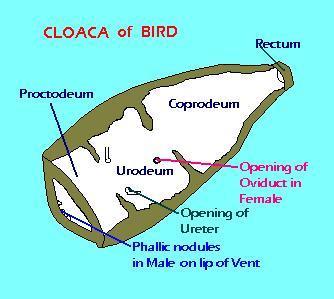 Cloaca Subdivisions Coprodeum Receives alimentary canal Simple columnar Urodeum Receives urinary and reproductive products