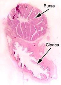 Cloaca (con t) Bursa of Fabricius Lymphoid