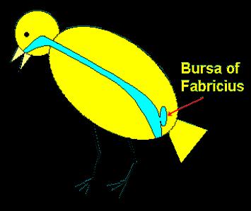 24: Bursa of Fabricius on young bird.