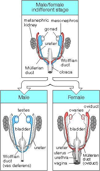 Differentiation of Sexual Structures Figure 14.