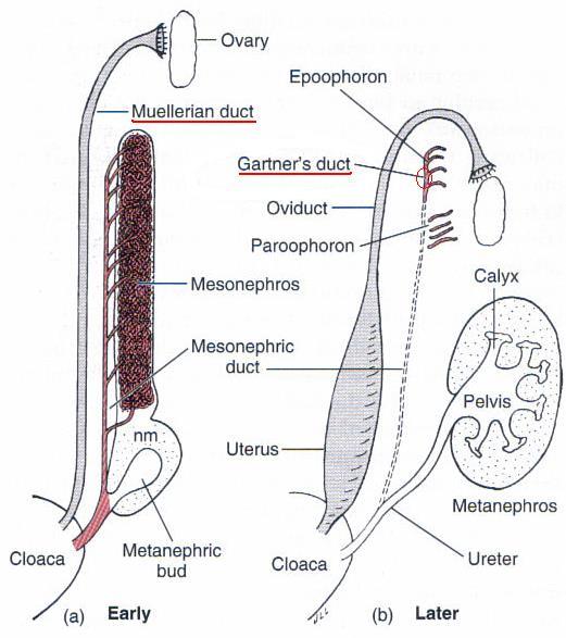 Differentiation of Sexual Structures (con t) Mesonephric Duct Male- vas defferens Female- gartner s duct Muellerian Duct Male-