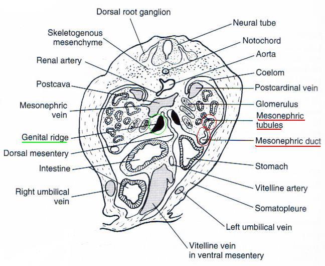 Primitive Kidney (con t) Mesonephros (opisthonephros)- kidney mass caudal to pronephric region Functional adult kidney of fish and amphibians Opisthonephros in sharks