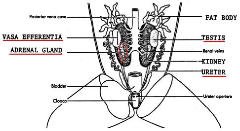 Primitive Kidney (con t) Ductus efferens: Pronephric duct Mesonephric duct Archinephric duct Anterior portion of