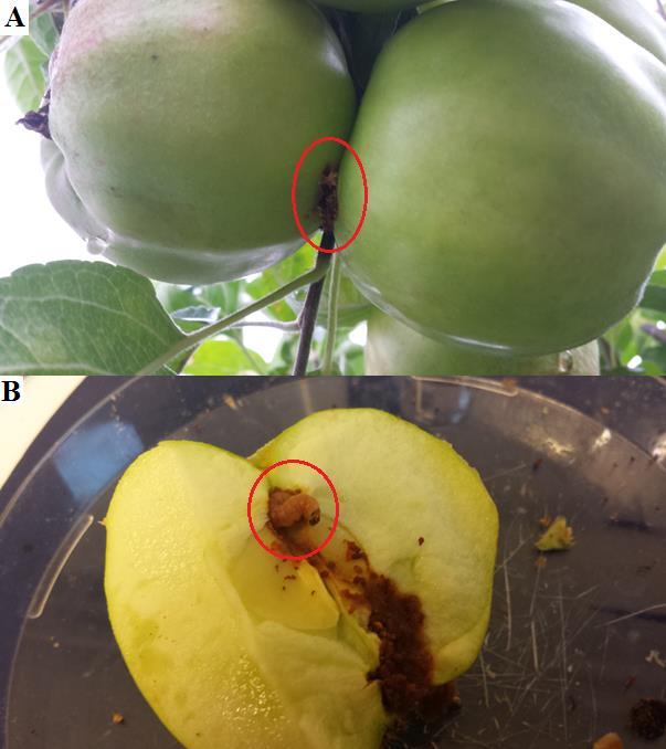 Introduction Figure 1: A: External symptoms of codling moth presence between two apples. Frass from the larva is covering its tunnel.