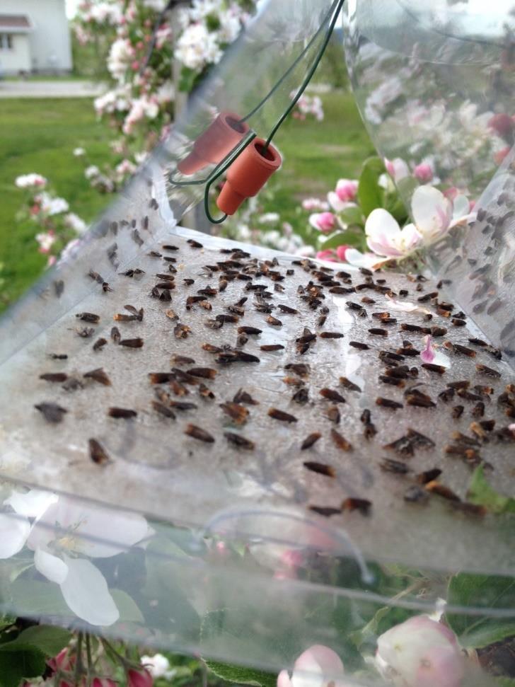 Introduction Figure 3: Transparent delta trap with a red pheromone dispenser, and glue-plate filled with fruitlet mining tortrix (Pammene rhediella). Photo: Tone Næss.