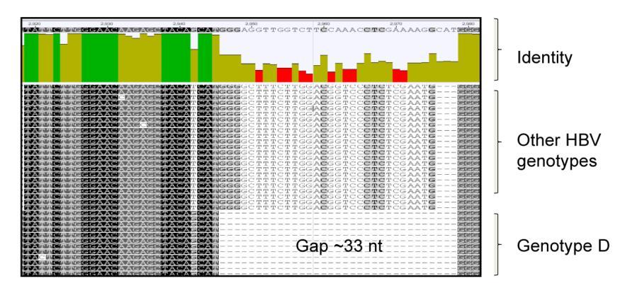 Fig. 2: Partial HBV sequence alignment. The region with a 33 nt gap is observed only in genotype D viral sequences.